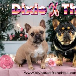 French Bulldog puppies from Toy House Frenchies