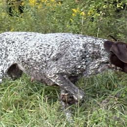Lucy - German Shorthaired Pointer