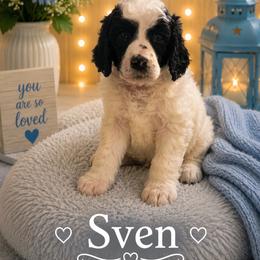 Sven - Parti male Poodle puppy in Washington, Pennsylvania from Patriotic Poodles