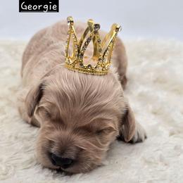 Georgie - Apricot male Goldendoodle puppy in Neillsville, Wisconsin from Granton Creek