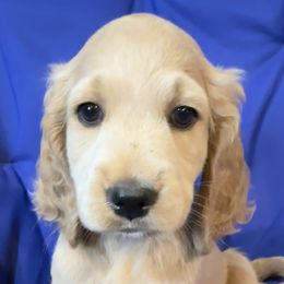 Soren - Apricot Goldendoodle puppy in Salem, Oregon from Capital Doodles
