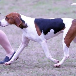 Treeing Walker Coonhounds from 3 Color’s Kennel Walker Division