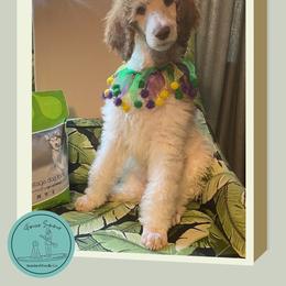 Gingerbread - Parti male Poodle puppy in Ocean Springs, Mississippi from Forever Summer Standard Poodles