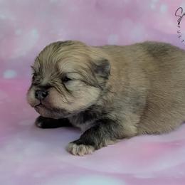 Reba - Orange sable female Pomeranian puppy in Fultonville, New York from Sandy Aussies & Pomeranians