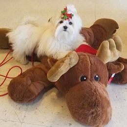 Biewer Terriers and Maltese from JoDi's Maltese and Biewer Terriers