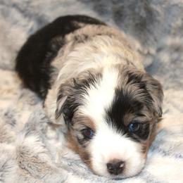 Hunter - Blue merle male Miniature Australian Shepherd puppy in Ionia, Iowa from Sapphire Stables