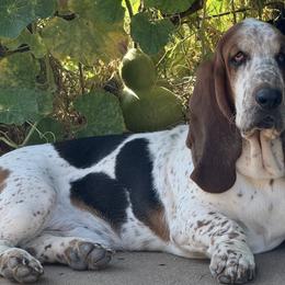 Bullet - Basset Hound