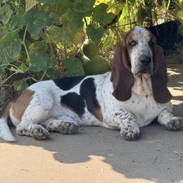 Bullet - Basset Hound