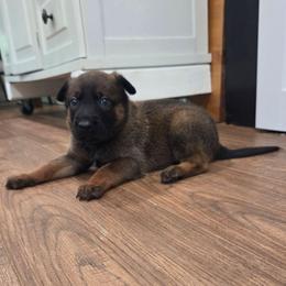 Dopey - Fawn male Belgian Malinois puppy in Signal Mountain, Tennessee from Torgun Police Dogs