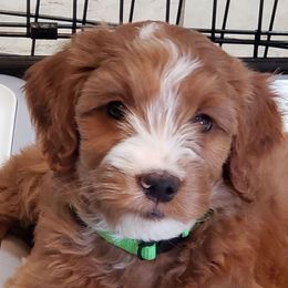 Diana - Red  female Goldendoodle puppy in Phoenix, Arizona from Kerri's Goldendoodles