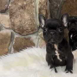 French Bulldog and Pug Puppies from Lyons Heart Pups