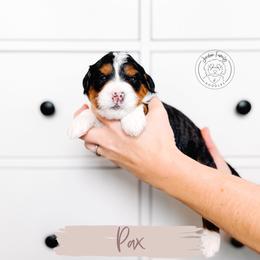 Pax - Tri-color male Bernedoodle puppy in Mahomet, Illinois from Jordan Family Doodles