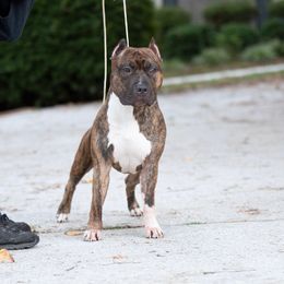 Mojo - American Staffordshire Terrier