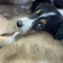 Creekside Collies Celestite - Old Time Scotch Collie puppy in Austin, Texas from Creekside Collies