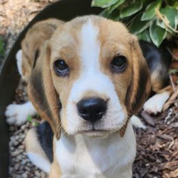 Afghan Hounds and Beagles from Country Meadows Hounds
