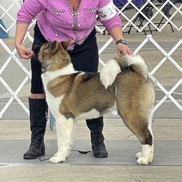 Akita and Portuguese Water Dog Puppies from Cades Akitas