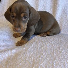 Cocoa - Chocolate and tan female Dachshund puppy in Mocksville, North Carolina from The Dachs of Hazzard Dachshunds