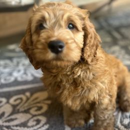 Goldendoodle Puppies from az_doodlesoflove