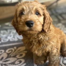Goldendoodle Puppies from az_doodlesoflove