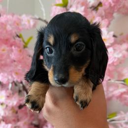 Black and Tan Girl - Black and tan female Dachshund puppy in Bakersfield, California from Pretty Dachshunds 661