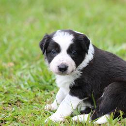 Girl 4 - Seal female Border Collie puppy in Tylertown, Mississippi from Cool Meadow Farms