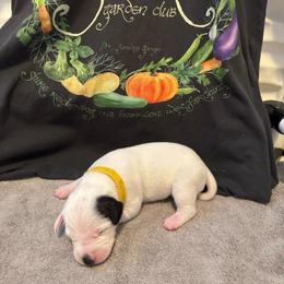 Goldberry - White and black female Dalmatian puppy in Conroe, Texas from Saint Rocco's Dalmatians