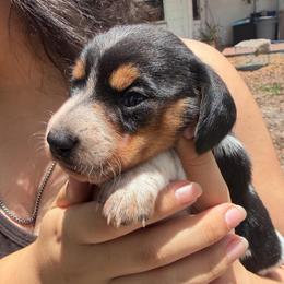 Piebald black and tan boy - Piebald male Dachshund puppy in Lady Lake, Florida from Shotzie Doxie Co.