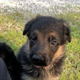 German Shepherd Puppies from Von Brightknight
