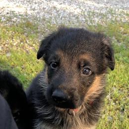 German Shepherd Puppies from Von Brightknight