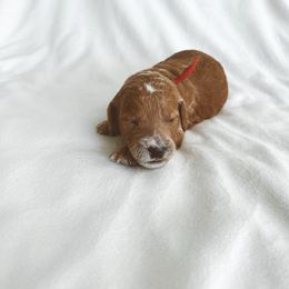 Bernedoodle and Goldendoodle Puppies from Baileys Ranch