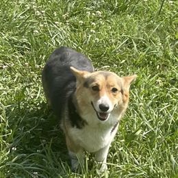 Pembroke Welsh Corgi puppies from R&R Corgis