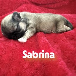 Girl 3 - female Pekingese puppy in Mabank, Texas from Peke Lovers of Texas