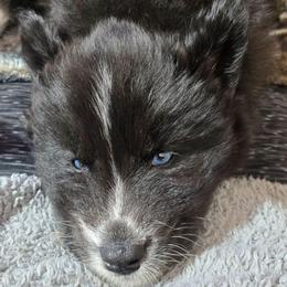 Journee - Black female Siberian Husky puppy in East Tawas, Michigan from BurnsBerg's Woolies