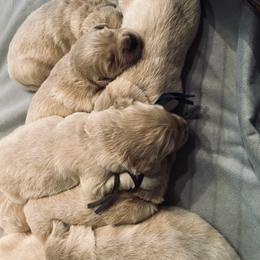 Female 3 - Light golden female Golden Retriever puppy in Rainier, Washington from Hanson’s NW Goldens & Doodles