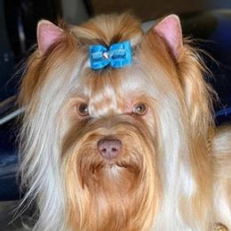 Pomeranians, Poodles, and Yorkshire Terriers from Las Vegas Paws