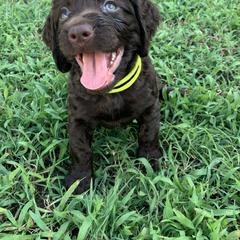 Boykin Spaniel Puppies from Indian Field Boykins