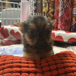 Miniature Australian Shepherds, Shih Tzus, and Yorkshire Terriers from Stevenson's Farm