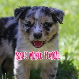 Gigi - Blue merle female Australian Shepherd puppy in Cedar City, Utah from 10-BAR-Y RANCH