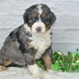 Baxter - Blue merle male Bernedoodle puppy in Moulton, Iowa from Shondel Puppy Paws