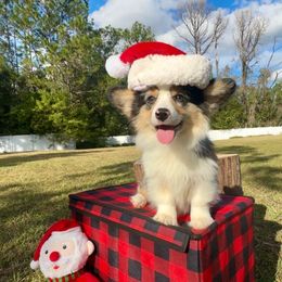Augustus - Blue merle and white male American Corgi puppy in Florida from Sunrise Corgis