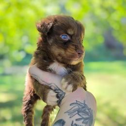 Hawk - Red tri-color male Australian Shepherd puppy in London, Kentucky from Kenmont Kennels