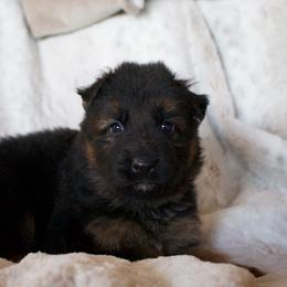 Jester - Black and red male German Shepherd puppy in Garland, Maine from Vom Schön Traumhund