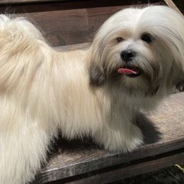 Jiggy - Lhasa Apso