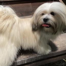 Jiggy - Lhasa Apso