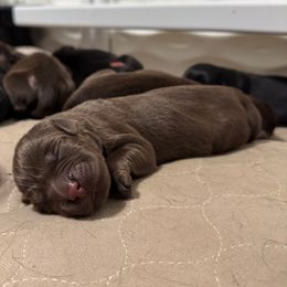 No Collar - Chocolate male Labrador Retriever puppy in Somerset, California from Cantina Labs and Cavs