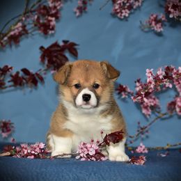 Girl 2 - White and red Pembroke Welsh Corgi puppy in Gig Harbor, Washington from Pacific Northwest Pembroke Welsh Corgis