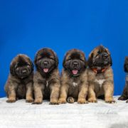 Leonberger Puppies from Ex Animo Leonbergers and WHD