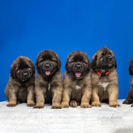 Leonberger Puppies from Ex Animo Leonbergers and WHD
