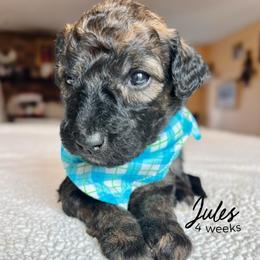 Jules - Wheaten male Whoodle puppy in Knoxville, Tennessee from Fleury Farm Doodles TN