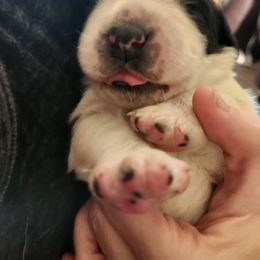 Saint Bernard Puppies from Amber's Saint Bernards